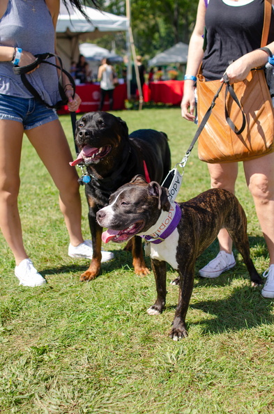 POD2018_02_Dogs, Bruce & Bigz-DSC_0315.jpg