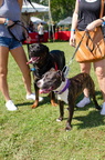 POD2018 02 Dogs, Bruce &amp; Bigz-DSC 0315