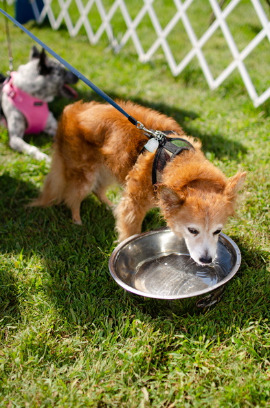 POD2018 02 Dogs, Fiona-DSC 0302