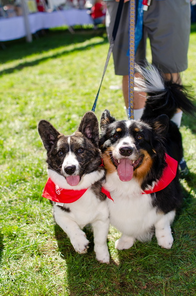 POD2018_02_Dogs, Kazoo & Koosh-DSC_0125.jpg