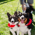 POD2018 02 Dogs, Kazoo &amp; Koosh-DSC 0125