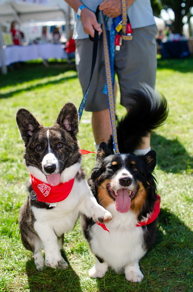 POD2018_02_Dogs, Kazoo & Koosh-DSC_0126.jpg