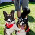 POD2018 02 Dogs, Kazoo & Koosh-DSC 0126