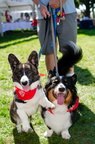 POD2018 02 Dogs, Kazoo &amp; Koosh-DSC 0126