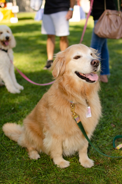 POD2018 02 Dogs, Lily-DSC 0556