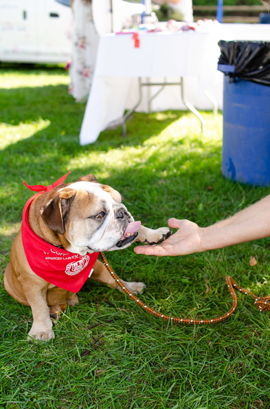 POD2018_02_Dogs, Pumpkin-DSC_0142.jpg