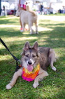 POD2018 02 Dogs, Tsuki-DSC 0647