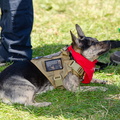 POD2018 02 Dogs-DSC 0369