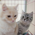 POTD2017 Cats-PhotogPick-DSC 0100-LR Export