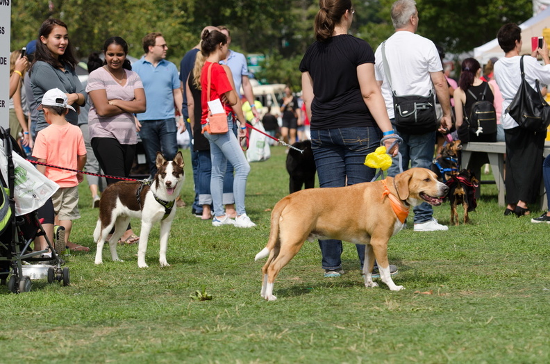 POTD2017 Crowd-DSC 0479-LR Export