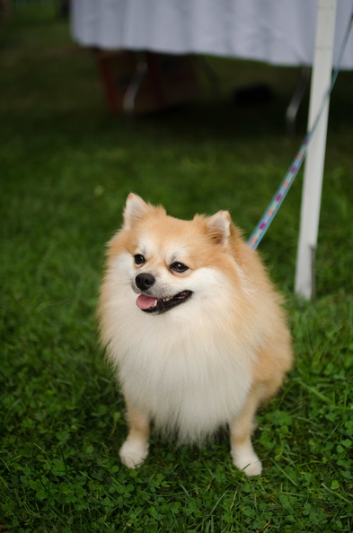 POTD2017_Dogs-DSC_0219-LR_Export.jpg