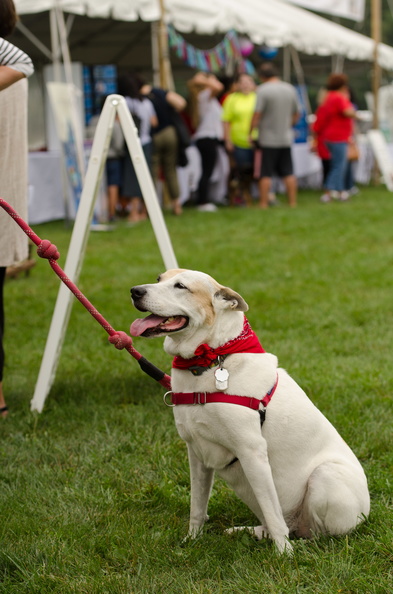 POTD2017 Dogs-DSC 0256-LR Export