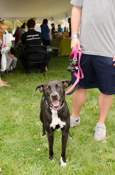 POTD2017 Dogs-DSC 0263-LR Export