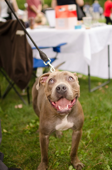 POTD2017 Dogs-DSC 0296-LR Export