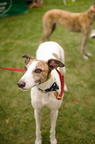 POTD2017 Dogs-DSC 0347-LR Export