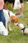 POTD2017 Dogs-DSC 0367-LR Export