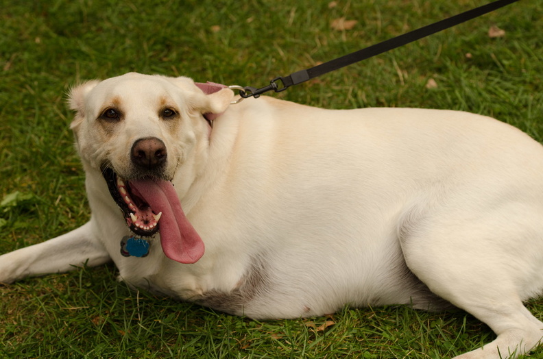 POTD2017 Dogs-DSC 0461-LR Export