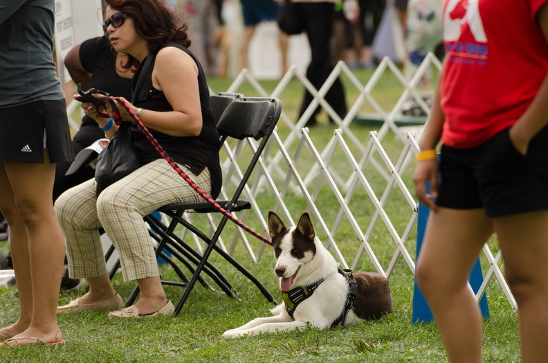 POTD2017 Dogs-DSC 0468-LR Export