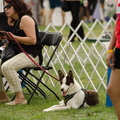 POTD2017 Dogs-DSC 0468-LR Export