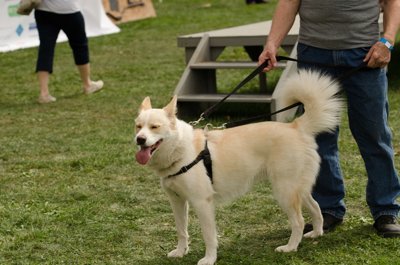 POTD2017 Dogs-DSC 0473-LR Export