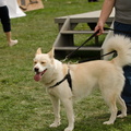 POTD2017 Dogs-DSC 0473-LR Export