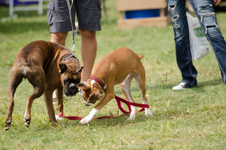 POTD2017 Dogs-DSC 0486-LR Export