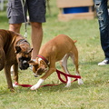 POTD2017 Dogs-DSC 0486-LR Export