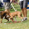 POTD2017 Dogs-DSC 0493-LR Export