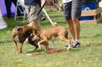 POTD2017 Dogs-DSC 0493-LR Export