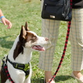 POTD2017 Dogs-DSC 0527-LR Export