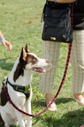 POTD2017 Dogs-DSC 0527-LR Export