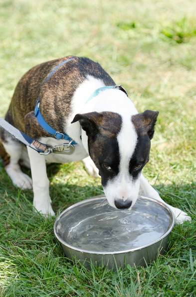 POTD2017 Dogs-DSC 0536-LR Export