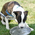 POTD2017 Dogs-DSC 0536-LR Export