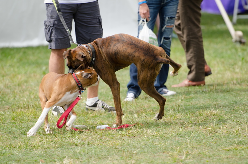 POTD2017 Dogs-PhotogPick-DSC 0483-LR Export