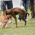 POTD2017 Dogs-PhotogPick-DSC 0483-LR Export