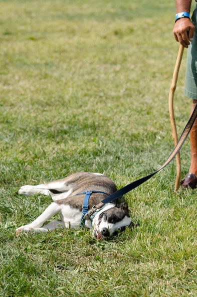 POTD2017 Dogs-PhotogPick-DSC 0530-LR Export