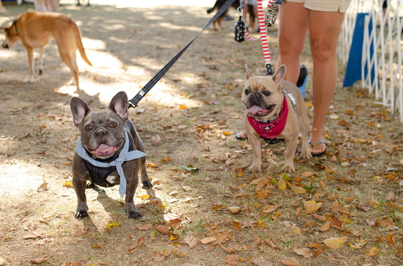 2019POTD BMalin 02 Dogs DSC 0167 - 2019POTD BMalin 02_Dogs DSC_0167.JPG 2019POTD BMalin 02_Dogs DSC_0167.JPG