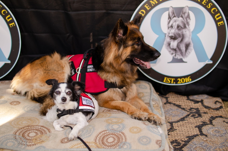 2019POTD BMalin 02_Dogs DSC_0318.JPG