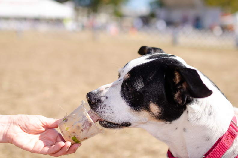 2019POTD BMalin 02 Dogs DSC 0593