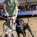 2019POTD BMalin 03 Dogs-Owners DSC 0107