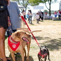 2019POTD BMalin 03 Dogs-Owners DSC 0322