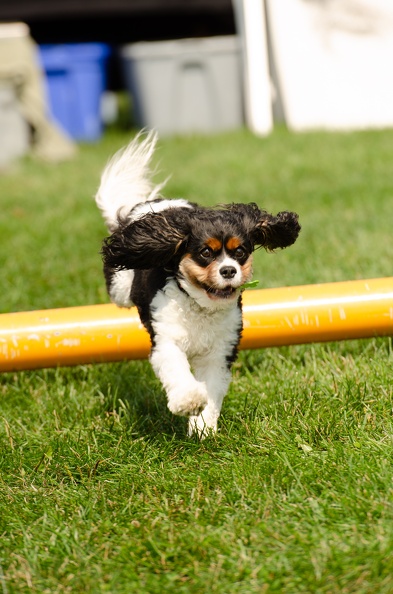 2022POTD BMALIN 07 Fun-Run DSC 0186 Export