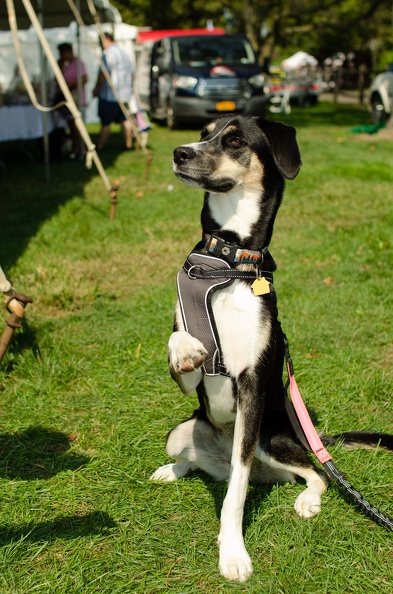 2022POTD BMALIN 02 Dogs DSC 0267 Export